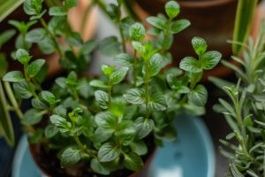 peppermint tea pregnancy safety