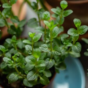peppermint tea pregnancy safety