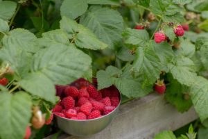 red raspberry leaf pregnancy miscarriage labor