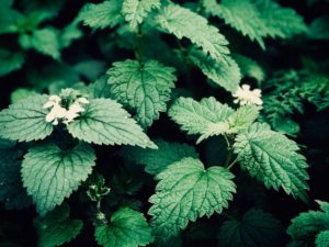 stinging nettle pregnancy contractions safety labor miscarriage