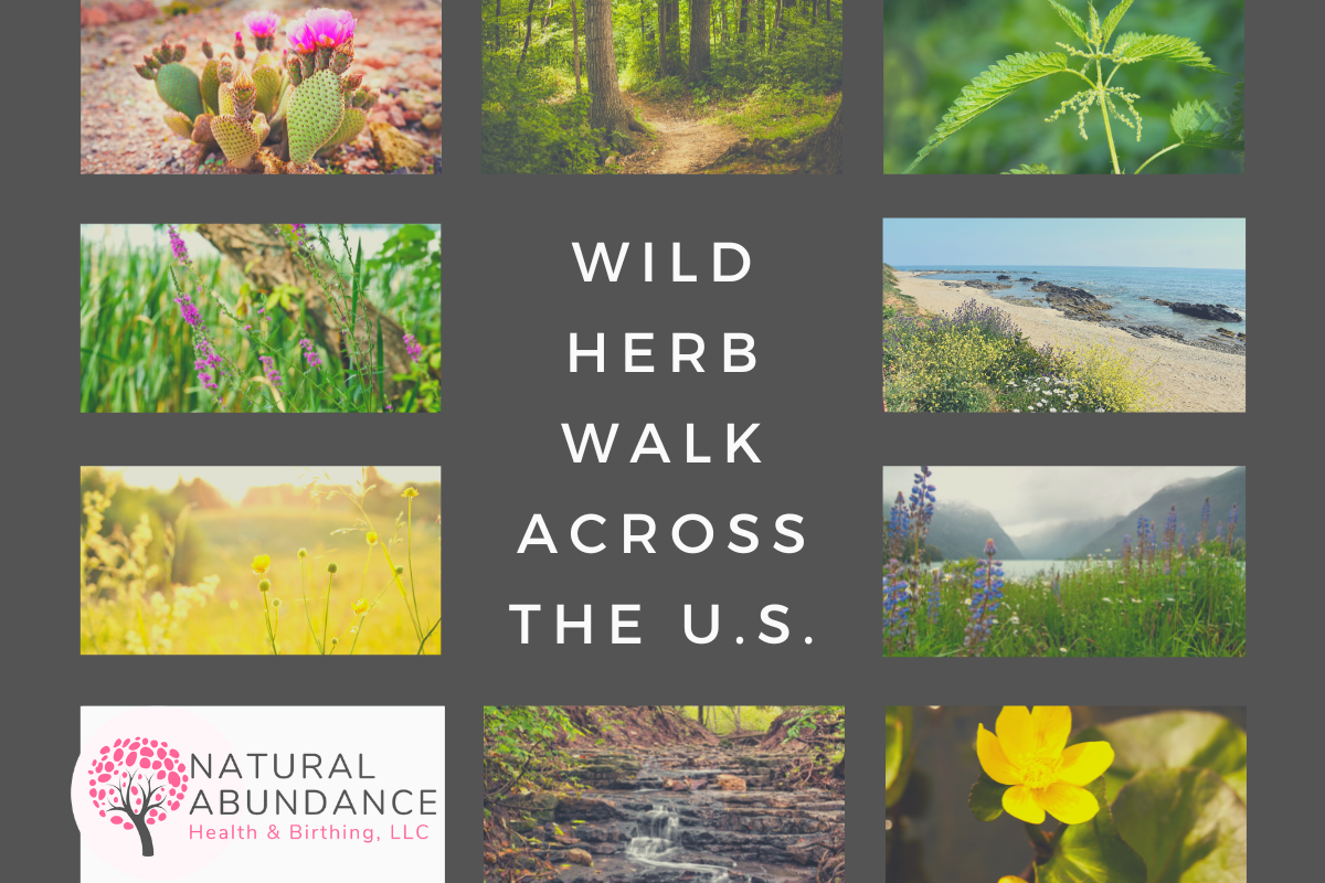 wild herb walk across the U.S.