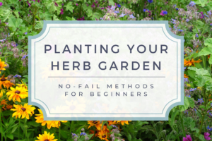 Planting your herb garden: no-fail methods for beginners
