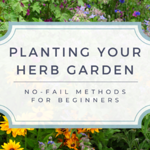 Planting your herb garden: no-fail methods for beginners