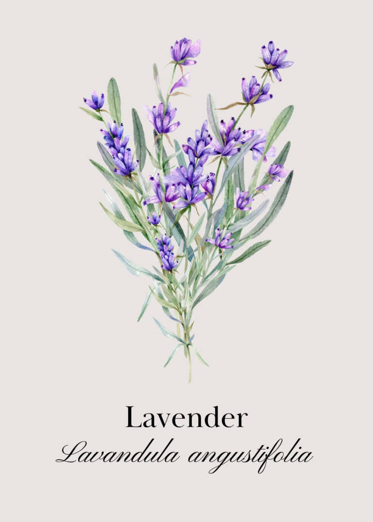 Lavender flash card, front