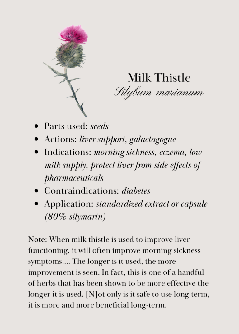 Milk thistle, flash card, back