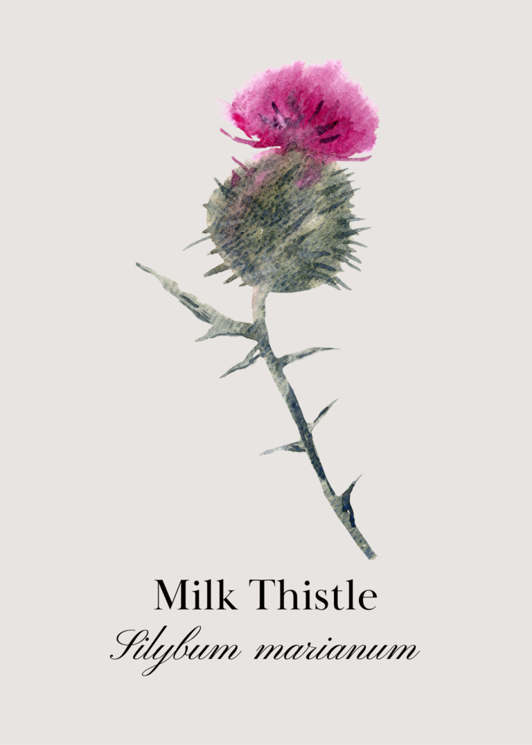 Milk thistle, flash card, front